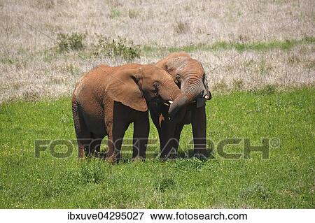 Afrikanische Elefanten, Jungtiere, schmusend, mit rotem Schlamm bedeckt, (Loxodonta africana), Addo Elephant Nationalpark, Ostkap, Sudafrika View Large Photo Image Stock Photo - Afrikanische Elefanten, Jungtiere, schmusend, mit rotem Schlamm bedeckt, (Loxodonta africana), Addo Elephant Nationalpark, Ostkap, Sudafrika. Fotosearch