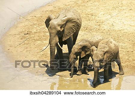 Afrikanische Elefanten (Loxodonta africana), Gruppe an Wasserstelle, Kruger Nationalpark, Sudafrika View Large Photo Image Picture - Afrikanische Elefanten (Loxodonta africana), Gruppe an Wasserstelle, Kruger Nationalpark, Sudafrika. Fotosearch