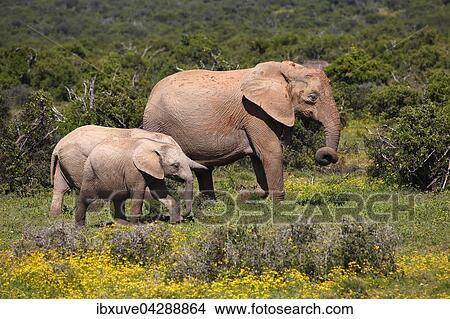 Afrikanische Elefanten, (Loxodonta africana), Kuh mit Kalbern, Mutter mit Jungtieren, Addo Elephant Nationalpark, Ostkap, Sudafrika View Large Photo Image Picture - Afrikanische Elefanten, (Loxodonta africana), Kuh mit Kalbern, Mutter mit Jungtieren, Addo Elephant Nationalpark, Ostkap, Sudafrika. Fotosearch