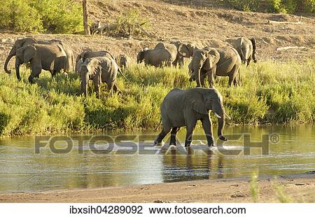 Afrikanische Elefanten (Loxodonta africana), Herde uberquert Fluss, Kruger Nationalpark, Sudafrika View Large Photo Image Stock Image - Afrikanische Elefanten (Loxodonta africana), Herde uberquert Fluss, Kruger Nationalpark, Sudafrika. Fotosearch