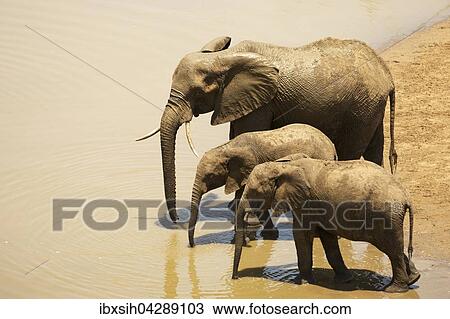 Afrikanische Elefanten (Loxodonta africana), Gruppe an Wasserstelle, Kruger Nationalpark, Sudafrika View Large Photo Image Stock Image - Afrikanische Elefanten (Loxodonta africana), Gruppe an Wasserstelle, Kruger Nationalpark, Sudafrika. Fotosearch
