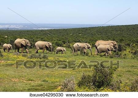 Stock Image - Afrikanische Elefanten, (Loxodonta africana), Herde mit Jungtieren, Addo Elephant Nationalpark, Ostkap, Sudafrika. Fotosearch