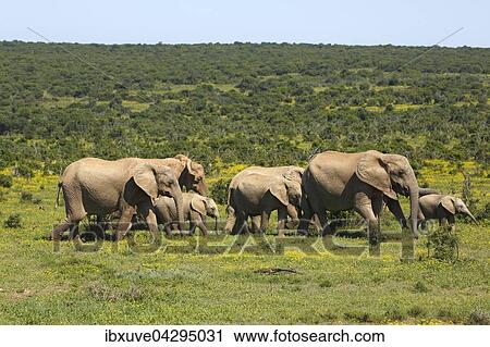 Afrikanische Elefanten, (Loxodonta africana), Herde mit Jungtieren, Addo Elephant Nationalpark, Ostkap, Sudafrika View Large Photo Image Stock Image - Afrikanische Elefanten, (Loxodonta africana), Herde mit Jungtieren, Addo Elephant Nationalpark, Ostkap, Sudafrika. Fotosearch