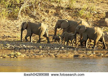 Afrikanische Elefanten (Loxodonta africana), kleine Herde mit Jungtieren, Kruger Nationalpark, Sudafrika View Large Photo Image Stock Photo - Afrikanische Elefanten (Loxodonta africana), kleine Herde mit Jungtieren, Kruger Nationalpark, Sudafrika. Fotosearch
