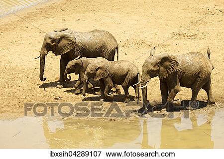 Afrikanische Elefanten (Loxodonta africana), Gruppe an Wasserstelle, Kruger Nationalpark, Sudafrika View Large Photo Image Stock Photo - Afrikanische Elefanten (Loxodonta africana), Gruppe an Wasserstelle, Kruger Nationalpark, Sudafrika. Fotosearch