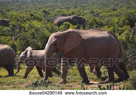 Afrikanische Elefanten, (Loxodonta africana), Herde mit Jungtieren, Addo Elephant Nationalpark, Ostkap, Sudafrika View Large Photo Image Stock Photo - Afrikanische Elefanten, (Loxodonta africana), Herde mit Jungtieren, Addo Elephant Nationalpark, Ostkap, Sudafrika. Fotosearch