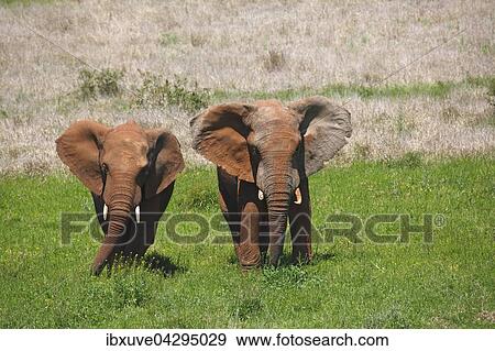 Afrikanische Elefanten (Loxodonta africana), Jungtiere mit rotem Schlamm bedeckt, Addo Elephant Nationalpark, Ostkap, Sudafrika View Large Photo Image Stock Photo - Afrikanische Elefanten (Loxodonta africana), Jungtiere mit rotem Schlamm bedeckt, Addo Elephant Nationalpark, Ostkap, Sudafrika. Fotosearch