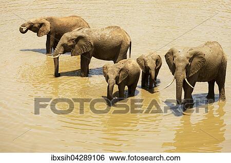 Afrikanische Elefanten (Loxodonta africana), kleine Herde an Wasserstelle, Kruger Nationalpark, Sudafrika View Large Photo Image Stock Photograph - Afrikanische Elefanten (Loxodonta africana), kleine Herde an Wasserstelle, Kruger Nationalpark, Sudafrika. Fotosearch