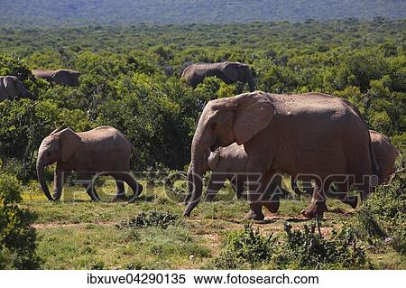 Afrikanische Elefanten, (Loxodonta africana), Herde mit Jungtieren, Addo Elephant Nationalpark, Ostkap, Sudafrika View Large Photo Image Stock Photography - Afrikanische Elefanten, (Loxodonta africana), Herde mit Jungtieren, Addo Elephant Nationalpark, Ostkap, Sudafrika. Fotosearch