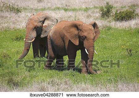Afrikanische Elefanten mit rotem Schlamm bedeckt, (Loxodonta africana), Addo Elephant Nationalpark, Ostkap, Sudafrika View Large Photo Image Stock Image - Afrikanische Elefanten mit rotem Schlamm bedeckt, (Loxodonta africana), Addo Elephant Nationalpark, Ostkap, Sudafrika. Fotosearch