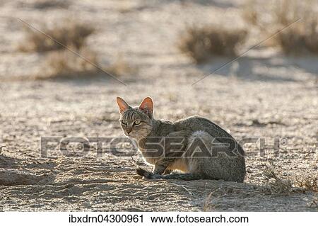 Afrikanische Wildkatze (Felis lybica) sitzt am Boden, Kgalagadi Transfrontier Park, Nordkap Provinz, Sudafrika View Large Photo Image Stock Image - Afrikanische Wildkatze (Felis lybica) sitzt am Boden, Kgalagadi Transfrontier Park, Nordkap Provinz, Sudafrika. Fotosearch