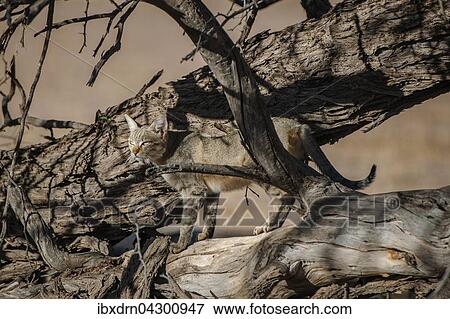 Afrikanische Wildkatze (Felis lybica), Muttertier, Kgalagadi Transfrontier Park, Nordkap Provinz, Sudafrika View Large Photo Image Stock Photo - Afrikanische Wildkatze (Felis lybica), Muttertier, Kgalagadi Transfrontier Park, Nordkap Provinz, Sudafrika. Fotosearch