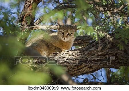 Stock Photo - Afrikanische Wildkatze (Felis lybica) sitzt im Baum, Kgalagadi Transfrontier Park, Nordkap Provinz, Sudafrika. Fotosearch