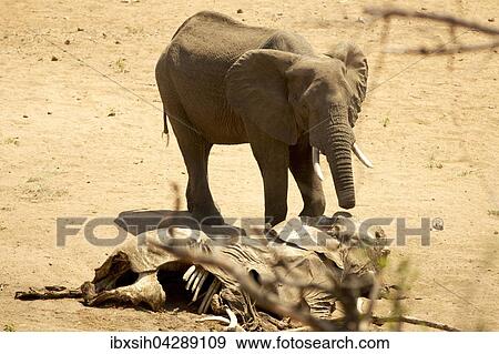 Afrikanischer Elefant (Loxodonta africana) mit halbem Russel am Kadaver eines Artgenossen, Verletzung durch Schlinge von Wilderern, Kruger Nationalpark, Sudafrika View Large Photo Image Stock Photo - Afrikanischer Elefant (Loxodonta africana) mit halbem Russel am Kadaver eines Artgenossen, Verletzung durch Schlinge von Wilderern, Kruger Nationalpark, Sudafrika. Fotosearch