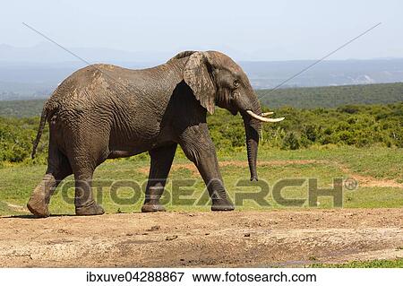 Afrikanischer Elefant, (Loxodonta africana), Addo Elephant Nationalpark, Ostkap, Sudafrika View Large Photo Image Stock Photo - Afrikanischer Elefant, (Loxodonta africana), Addo Elephant Nationalpark, Ostkap, Sudafrika. Fotosearch