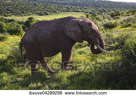 Afrikanischer Elefant, (Loxodonta africana) frisst, Addo Elephant Nationalpark, Ostkap, Sudafrika View Large Photo Image Stock Photo - Afrikanischer Elefant, (Loxodonta africana) frisst, Addo Elephant Nationalpark, Ostkap, Sudafrika. Fotosearch