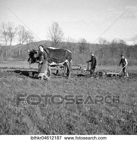 Stock Photo - Agricultural workers ploughing fields with tense cows, around Freiburg ca. 1945 to 1955. Fotosearch