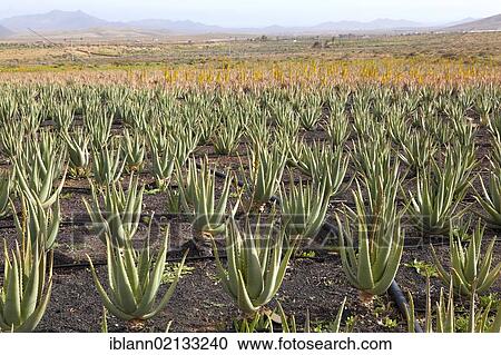 Stock Image - Aloe vera cultivation in Fuerteventura, Canary Islands, Spain, Europe. Fotosearch