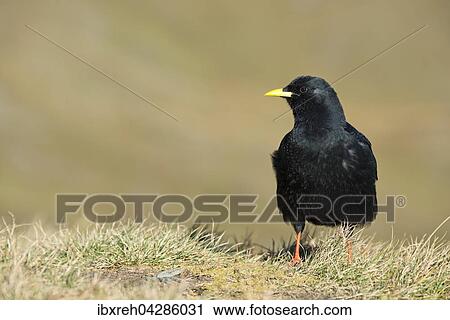 Stock Image - Alpendohle (Pyrrhocorax graculus) im Gras, Franz-Josefs-Hohe, Nationalpark Hohe Tauern, Karnten, Osterreich, Europa. Fotosearch