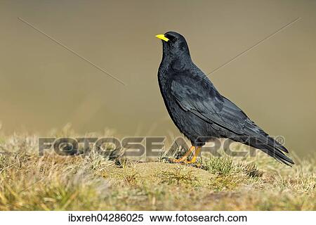 Alpendohle (Pyrrhocorax graculus), Franz-Josefs-Hohe, Nationalpark Hohe Tauern, Karnten, Osterreich, Europa View Large Photo Image Stock Photography - Alpendohle (Pyrrhocorax graculus), Franz-Josefs-Hohe, Nationalpark Hohe Tauern, Karnten, Osterreich, Europa. Fotosearch