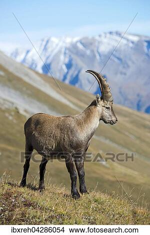 Alpensteinbock (Capra ibex), Mannchen Franz-Josefs-Hohe, Nationalpark Hohe Tauern, Karnten, Osterreich, Europa View Large Photo Image Picture - Alpensteinbock (Capra ibex), Mannchen Franz-Josefs-Hohe, Nationalpark Hohe Tauern, Karnten, Osterreich, Europa. Fotosearch