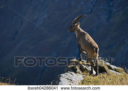 Alpensteinbock (Capra ibex), Mannchen steht an Felskante, Franz-Josefs-Hohe, Nationalpark Hohe Tauern, Karnten, Osterreich, Europa View Large Photo Image Stock Image - Alpensteinbock (Capra ibex), Mannchen steht an Felskante, Franz-Josefs-Hohe, Nationalpark Hohe Tauern, Karnten, Osterreich, Europa. Fotosearch