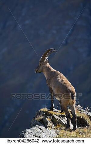 Alpensteinbock (Capra ibex), Mannchen steht an Felskante, Franz-Josefs-Hohe, Nationalpark Hohe Tauern, Karnten, Osterreich, Europa View Large Photo Image Stock Image - Alpensteinbock (Capra ibex), Mannchen steht an Felskante, Franz-Josefs-Hohe, Nationalpark Hohe Tauern, Karnten, Osterreich, Europa. Fotosearch