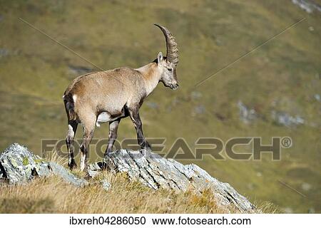 Alpensteinbock (Capra ibex), Mannchen auf Fels, Franz-Josefs-Hohe, Nationalpark Hohe Tauern, Karnten, Osterreich, Europa View Large Photo Image Stock Image - Alpensteinbock (Capra ibex), Mannchen auf Fels, Franz-Josefs-Hohe, Nationalpark Hohe Tauern, Karnten, Osterreich, Europa. Fotosearch