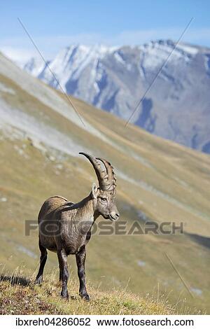 Alpensteinbock (Capra ibex), Mannchen Franz-Josefs-Hohe, Nationalpark Hohe Tauern, Karnten, Osterreich, Europa View Large Photo Image Stock Image - Alpensteinbock (Capra ibex), Mannchen Franz-Josefs-Hohe, Nationalpark Hohe Tauern, Karnten, Osterreich, Europa. Fotosearch
