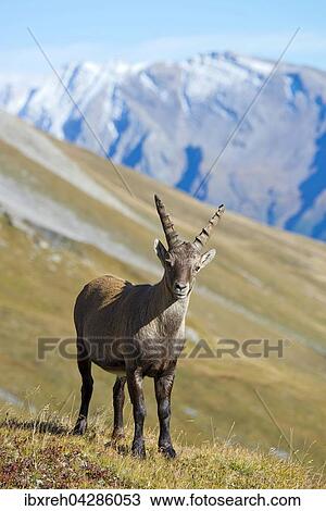 Alpensteinbock (Capra ibex), Mannchen Franz-Josefs-Hohe, Nationalpark Hohe Tauern, Karnten, Osterreich, Europa View Large Photo Image Stock Image - Alpensteinbock (Capra ibex), Mannchen Franz-Josefs-Hohe, Nationalpark Hohe Tauern, Karnten, Osterreich, Europa. Fotosearch