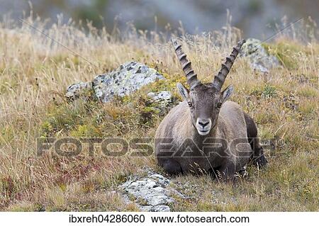 Alpensteinbock (Capra ibex), Mannchen liegt in der Wiese, Franz-Josefs-Hohe, Nationalpark Hohe Tauern, Karnten, Osterreich, Europa View Large Photo Image Stock Image - Alpensteinbock (Capra ibex), Mannchen liegt in der Wiese, Franz-Josefs-Hohe, Nationalpark Hohe Tauern, Karnten, Osterreich, Europa. Fotosearch