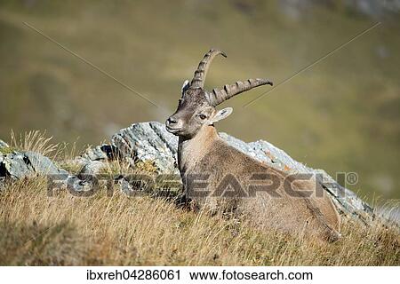 Alpensteinbock (Capra ibex), Mannchen in der Wiese, Franz-Josefs-Hohe, Nationalpark Hohe Tauern, Karnten, Osterreich, Europa View Large Photo Image Stock Image - Alpensteinbock (Capra ibex), Mannchen in der Wiese, Franz-Josefs-Hohe, Nationalpark Hohe Tauern, Karnten, Osterreich, Europa. Fotosearch