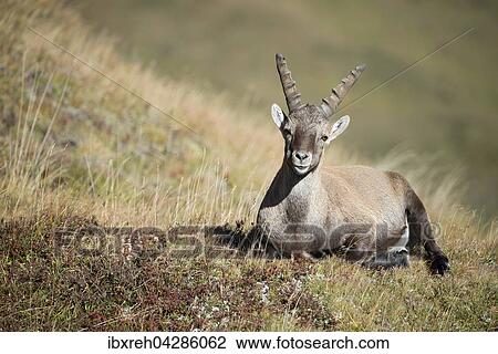 Alpensteinbock (Capra ibex), Mannchen in der Wiese, Franz-Josefs-Hohe, Nationalpark Hohe Tauern, Karnten, Osterreich, Europa View Large Photo Image Stock Image - Alpensteinbock (Capra ibex), Mannchen in der Wiese, Franz-Josefs-Hohe, Nationalpark Hohe Tauern, Karnten, Osterreich, Europa. Fotosearch