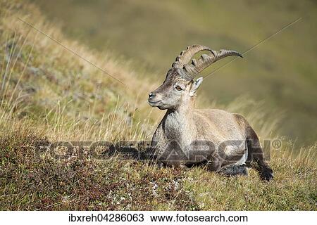 Alpensteinbock (Capra ibex), Mannchen in der Wiese, Franz-Josefs-Hohe, Nationalpark Hohe Tauern, Karnten, Osterreich, Europa View Large Photo Image Stock Image - Alpensteinbock (Capra ibex), Mannchen in der Wiese, Franz-Josefs-Hohe, Nationalpark Hohe Tauern, Karnten, Osterreich, Europa. Fotosearch