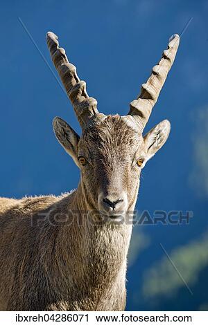 Alpensteinbock (Capra ibex), Mannchen, Tierportrait, Franz-Josefs-Hohe, Nationalpark Hohe Tauern, Karnten, Osterreich, Europa View Large Photo Image Stock Image - Alpensteinbock (Capra ibex), Mannchen, Tierportrait, Franz-Josefs-Hohe, Nationalpark Hohe Tauern, Karnten, Osterreich, Europa. Fotosearch