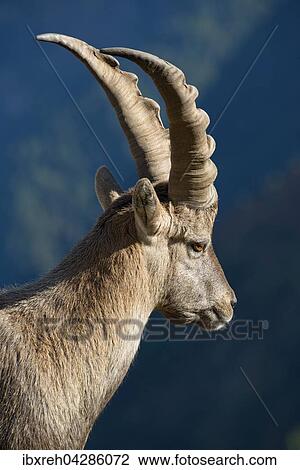 Alpensteinbock (Capra ibex), Mannchen, Tierportrait, Franz-Josefs-Hohe, Nationalpark Hohe Tauern, Karnten, Osterreich, Europa View Large Photo Image Stock Image - Alpensteinbock (Capra ibex), Mannchen, Tierportrait, Franz-Josefs-Hohe, Nationalpark Hohe Tauern, Karnten, Osterreich, Europa. Fotosearch
