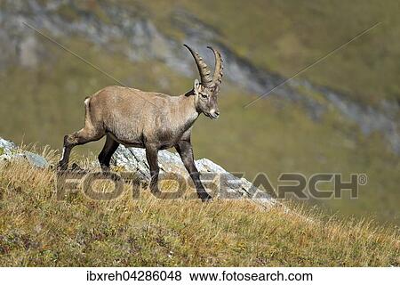 Alpensteinbock (Capra ibex), Mannchen, Franz-Josefs-Hohe, Nationalpark Hohe Tauern, Karnten, Osterreich, Europa View Large Photo Image Stock Photo - Alpensteinbock (Capra ibex), Mannchen, Franz-Josefs-Hohe, Nationalpark Hohe Tauern, Karnten, Osterreich, Europa. Fotosearch