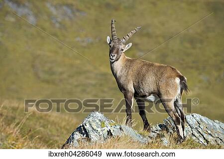 Alpensteinbock (Capra ibex), Mannchen auf Fels, Franz-Josefs-Hohe, Nationalpark Hohe Tauern, Karnten, Osterreich, Europa View Large Photo Image Stock Photo - Alpensteinbock (Capra ibex), Mannchen auf Fels, Franz-Josefs-Hohe, Nationalpark Hohe Tauern, Karnten, Osterreich, Europa. Fotosearch