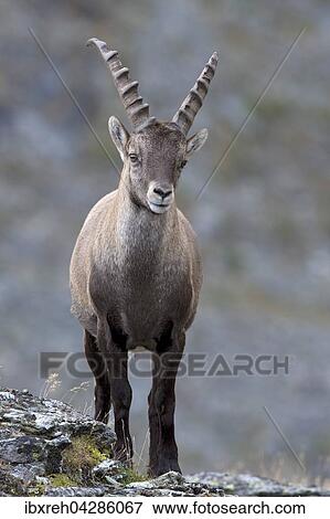 Alpensteinbock (Capra ibex), Mannchen, Franz-Josefs-Hohe, Nationalpark Hohe Tauern, Karnten, Osterreich, Europa View Large Photo Image Stock Photo - Alpensteinbock (Capra ibex), Mannchen, Franz-Josefs-Hohe, Nationalpark Hohe Tauern, Karnten, Osterreich, Europa. Fotosearch