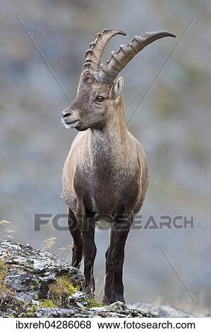 Alpensteinbock (Capra ibex), Mannchen, Franz-Josefs-Hohe, Nationalpark Hohe Tauern, Karnten, Osterreich, Europa View Large Photo Image Stock Photo - Alpensteinbock (Capra ibex), Mannchen, Franz-Josefs-Hohe, Nationalpark Hohe Tauern, Karnten, Osterreich, Europa. Fotosearch
