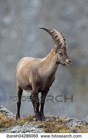 Alpensteinbock (Capra ibex), Mannchen, Franz-Josefs-Hohe, Nationalpark Hohe Tauern, Karnten, Osterreich, Europa View Large Photo Image Stock Photo - Alpensteinbock (Capra ibex), Mannchen, Franz-Josefs-Hohe, Nationalpark Hohe Tauern, Karnten, Osterreich, Europa. Fotosearch