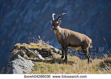 Alpensteinbock (Capra ibex), Mannchen steht an Felskante, Franz-Josefs-Hohe, Nationalpark Hohe Tauern, Karnten, Osterreich, Europa View Large Photo Image Stock Photograph - Alpensteinbock (Capra ibex), Mannchen steht an Felskante, Franz-Josefs-Hohe, Nationalpark Hohe Tauern, Karnten, Osterreich, Europa. Fotosearch