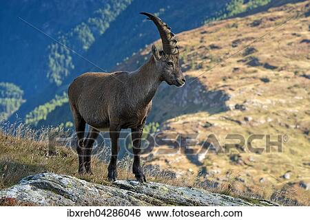 Alpensteinbock (Capra ibex), Mannchen, Franz-Josefs-Hohe, Nationalpark Hohe Tauern, Karnten, Osterreich, Europa View Large Photo Image Stock Photograph - Alpensteinbock (Capra ibex), Mannchen, Franz-Josefs-Hohe, Nationalpark Hohe Tauern, Karnten, Osterreich, Europa. Fotosearch