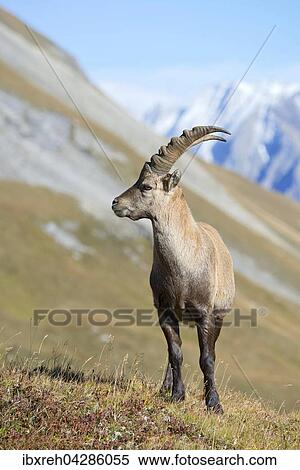 Alpensteinbock (Capra ibex), Mannchen Franz-Josefs-Hohe, Nationalpark Hohe Tauern, Karnten, Osterreich, Europa View Large Photo Image Stock Photography - Alpensteinbock (Capra ibex), Mannchen Franz-Josefs-Hohe, Nationalpark Hohe Tauern, Karnten, Osterreich, Europa. Fotosearch