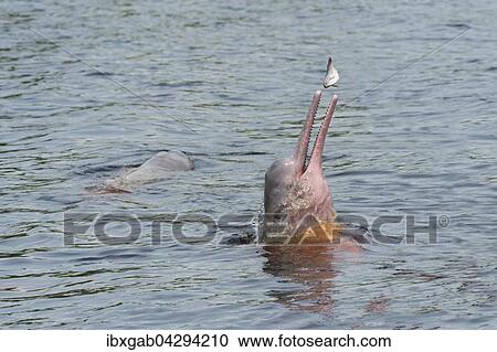 Amazonasdelfin oder Boto (Inia geoffrensis), auf der Jagd im Rio, Manaus, Bundesstaat Amazonas, Brasilien, Sudamerika View Large Photo Image Stock Image - Amazonasdelfin oder Boto (Inia geoffrensis), auf der Jagd im Rio, Manaus, Bundesstaat Amazonas, Brasilien, Sudamerika. Fotosearch