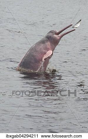 Amazonasdelfin oder Boto (Inia geoffrensis), auf der Jagd im Rio, Manaus, Bundesstaat Amazonas, Brasilien, Sudamerika View Large Photo Image Stock Image - Amazonasdelfin oder Boto (Inia geoffrensis), auf der Jagd im Rio, Manaus, Bundesstaat Amazonas, Brasilien, Sudamerika. Fotosearch