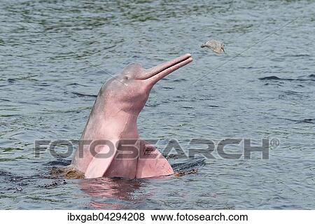 Amazonasdelfin oder Boto (Inia geoffrensis), auf der Jagd im Rio, Manaus, Bundesstaat Amazonas, Brasilien, Sudamerika View Large Photo Image Stock Photo - Amazonasdelfin oder Boto (Inia geoffrensis), auf der Jagd im Rio, Manaus, Bundesstaat Amazonas, Brasilien, Sudamerika. Fotosearch