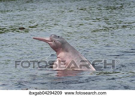 Amazonasdelfin oder Boto (Inia geoffrensis), Rio, Manaus, Bundesstaat Amazonas, Brasilien, Sudamerika View Large Photo Image Stock Photo - Amazonasdelfin oder Boto (Inia geoffrensis), Rio, Manaus, Bundesstaat Amazonas, Brasilien, Sudamerika. Fotosearch