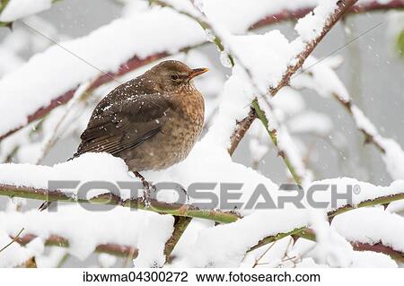 Amsel (Turdus merula), Weibchen auf Rosenzweig mit Schnee, Deutschland, Europa View Large Photo Image Stock Image - Amsel (Turdus merula), Weibchen auf Rosenzweig mit Schnee, Deutschland, Europa. Fotosearch