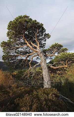 An old bent over Caledonian pine, Scots Pine (Pinus sylvestris), tree shaped by the wind, Cairngorm Mountains, Inverness-Shire, Scotland, United Kingdom, Europe View Large Photo Image Stock Image - An old bent over Caledonian pine, Scots Pine (Pinus sylvestris), tree shaped by the wind, Cairngorm Mountains, Inverness-Shire, Scotland, United Kingdom, Europe. Fotosearch